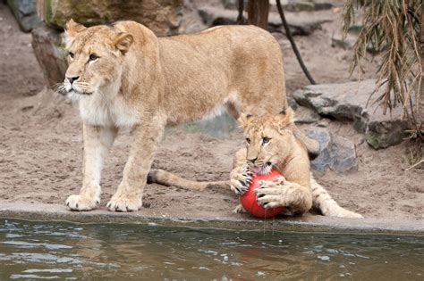 Big cats, Lions, Cubs, Two, HD Wallpaper | Rare Gallery