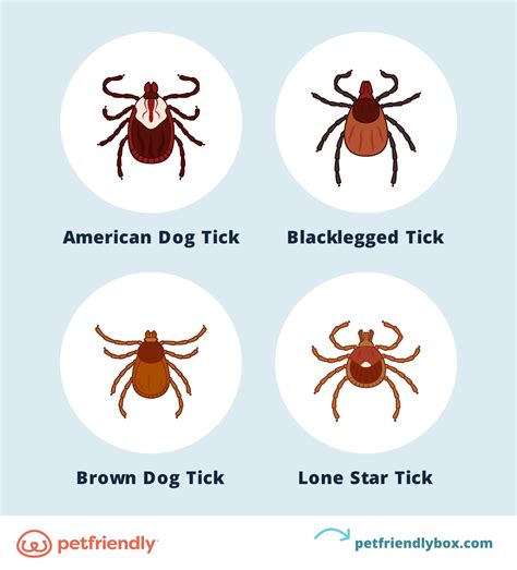 4 Common Types of Ticks on Dogs and What to Expect