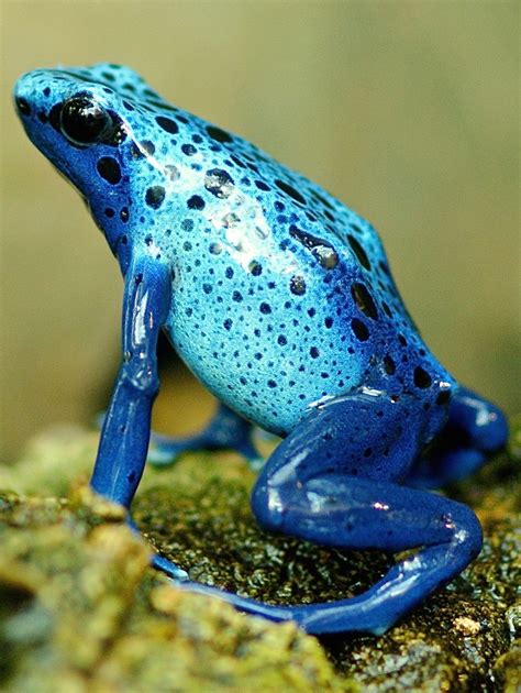 Picture of an exotic blue frog - About Wild Animals