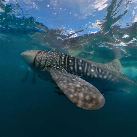 Donsol Whale Sharks: The Gentle Giants of Sorsogon - Tara Lets Anywhere