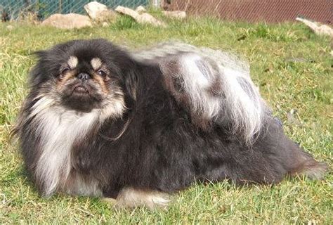 Pekingese - Pequinês black and tan | Pekingese, Pekingese dogs, Cool pets