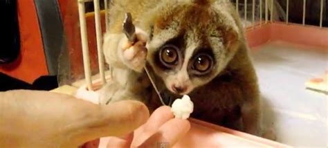 A Big-Eyed Slow Loris Simply Eating Rice