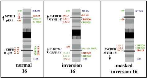 Schematic presentation of locations of the various FISH probes used in ...