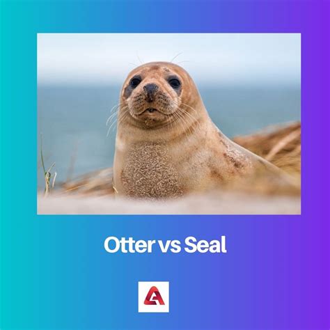 Otter vs Seal: Difference and Comparison