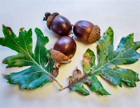 Foraging for Acorns: Identification, Processing + Acorn Recipes | Acorn ...