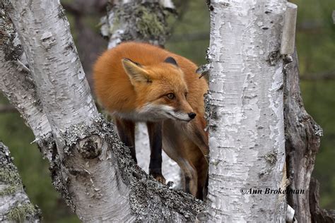 Ann Brokelman Photography: Red Fox climbing a tree!!!!