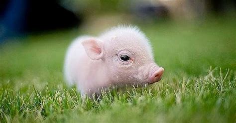 PetMD® on Twitter | Cute baby pigs, Baby pigs, Cute baby animals