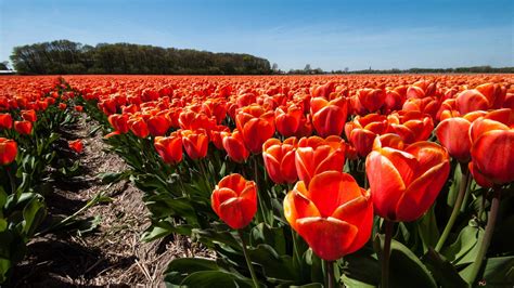 Red Tulip Field HD wallpaper download