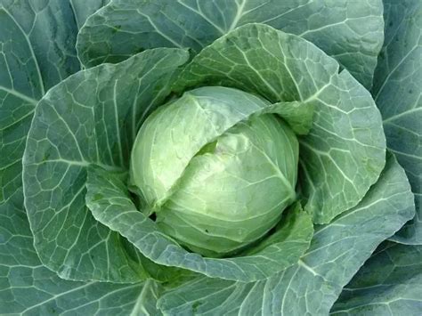 How Often to Water Cabbage -【2024】The Garden Style