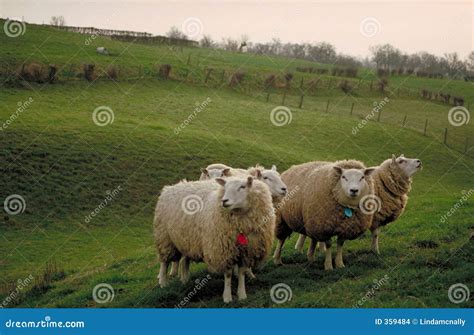 Sheep at sunset stock photo. Image of livestock, winter - 359484