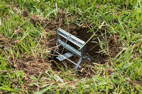 How to Get Rid of Moles in Your Garden (No Digging!) - Tool Digest