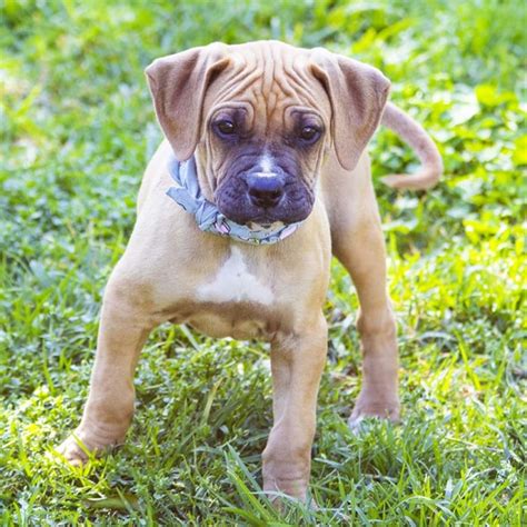 Penelope ~ Mastiff x Boxer puppy (On Trial 15/9/18 - Medium Female Boxer x Mastiff Mix Dog in ...