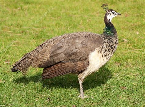 Beautiful female peacock — Stock Photo © ldambies #2856752