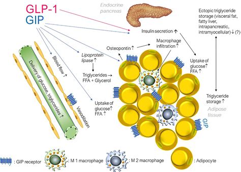 The evolving story of incretins (GIP and GLP‐1) in metabolic and ...