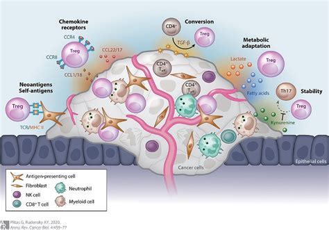 Regulating Regulatory T Cells to Fight Cancer - ICJS - International ...