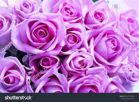 475.285 Purple Roses Background Bilder, Stockfotos und Vektorgrafiken ...