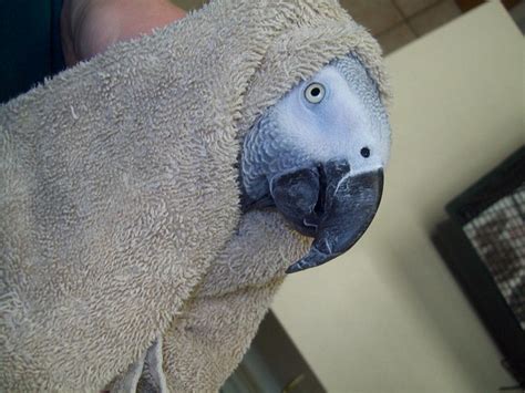 Flickriver: Photoset 'African Grey Parrot - Beak Trim, Before & After' by Olathe Animal Hospital ...