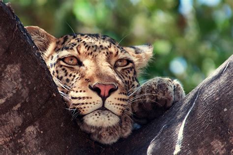 leopard, Predator, Animal, Tree Wallpapers HD / Desktop and Mobile Backgrounds