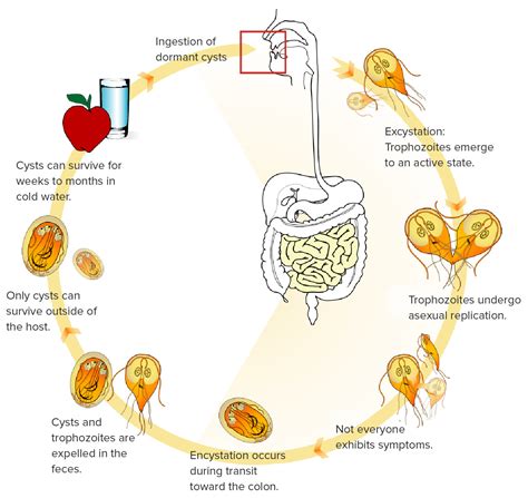 Giardia Lamblia Transmission | Bruin Blog