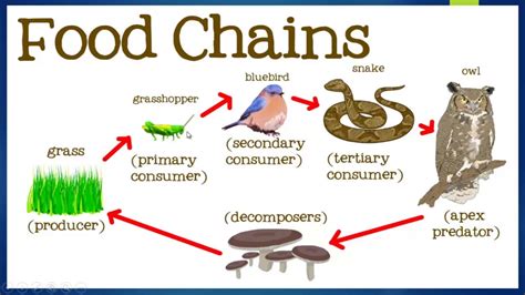 Biology, Ecological Cycles @Omeed Private High School - YouTube