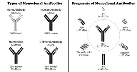 Types and fragments of monoclonal antibodies. | Download Scientific Diagram