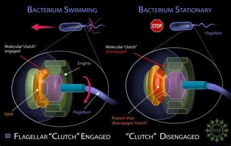 Stopping flagella movement | Scientist Live