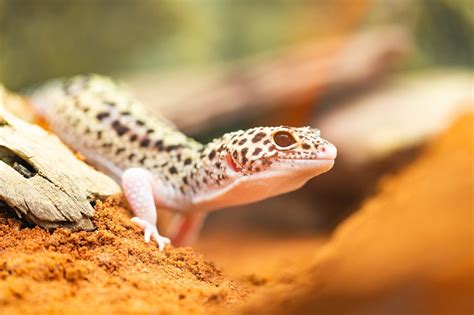 15 Types of Pet Lizards (With Pictures) | Reptile Advisor