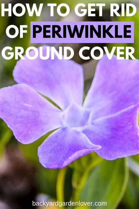 How To Get Rid Of Periwinkle Ground Cover in 2020 | Periwinkle ground ...