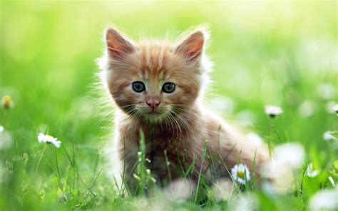 Awesome Cute Baby Cat Wallpapers HD / Desktop and Mobile Backgrounds