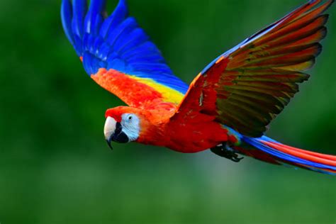 Hellroter Ara Im Flug - Bilder und Stockfotos - iStock