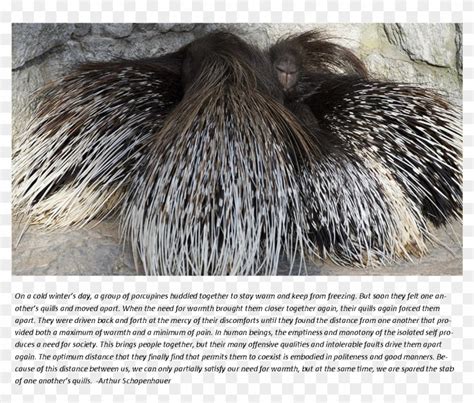 Porcupine Story - New World Porcupine, HD Png Download - 1125x930(#1988390) - PngFind