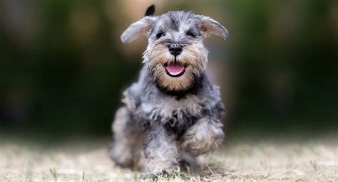 Toy Schnauzer Rescue Florida | Wow Blog