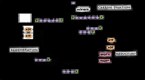 Everything You Need to Know About the Calvin Cycle - BIOLOGY JUNCTION