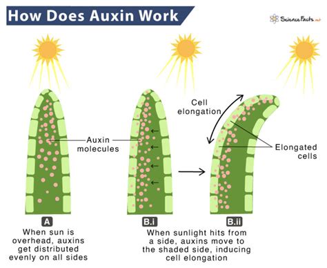 Auxin Structure