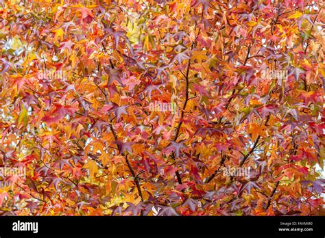 Gum tree with leaves hi-res stock photography and images - Alamy