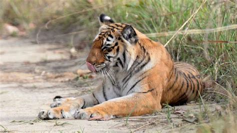 Jim Corbett national park tiger reserve reopens for tourists Uttarakhand | India News – India TV