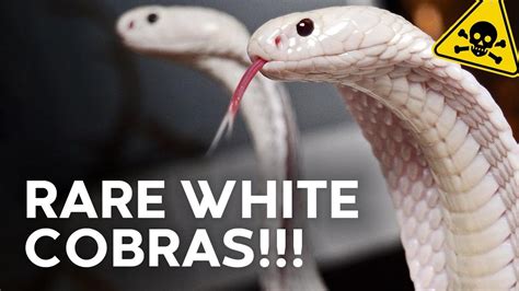 INCREDIBLE WHITE COBRAS & OTHER VENOMOUS SNAKES - YouTube