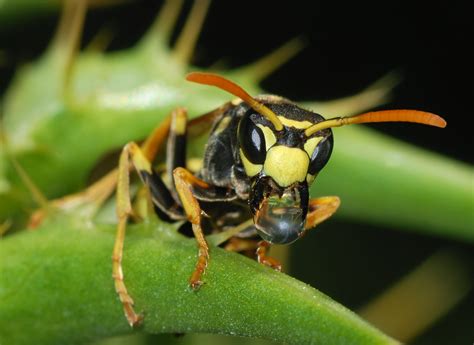 Ladybugs taken hostage by wasps