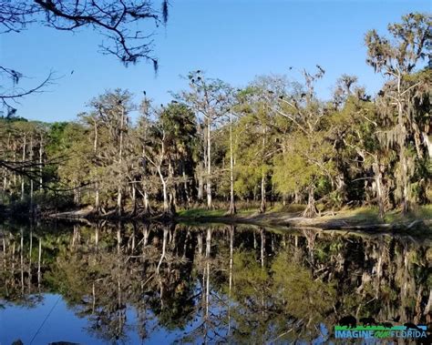 Fisheating Creek Wildlife Management Area – Imagine Our Florida, Inc