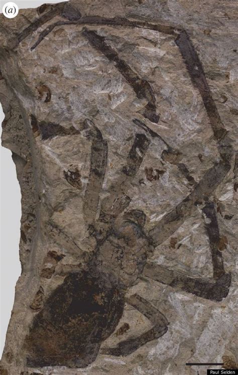 Largest Spider Fossil Ever Found: Nephila Jurassica (PHOTO) | HuffPost