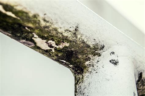 Mold Stains Removal For A Refreshing Home: A Brief Guide | GI