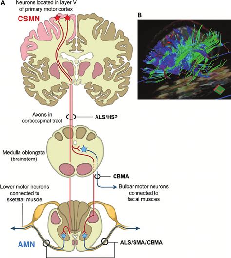 Upper Motor Neuron Pathway