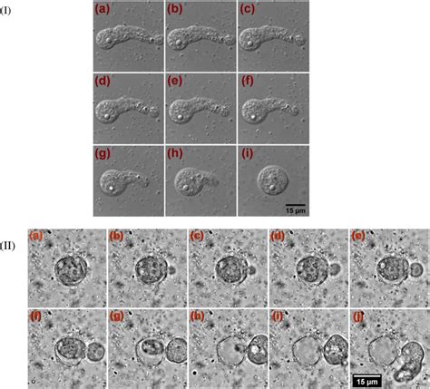 Observation of amoeba life cycle using optical (differential ...