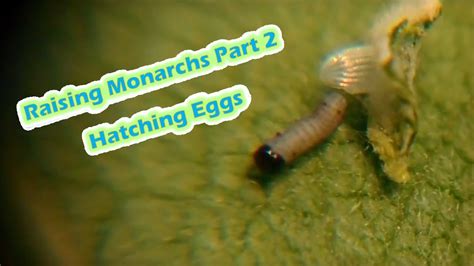 Raising Monarchs Part 2 - Hatching Eggs (How To Hatch Monarch Eggs ...