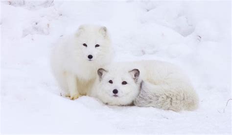 What Are the Predators of the Arctic Fox? - Polar Guidebook