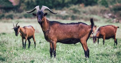 Discover The 10 Largest Goats In The World - A-Z Animals