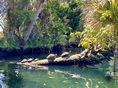 Three Sisters Springs Kayaking on Crystal River - Amber Likes