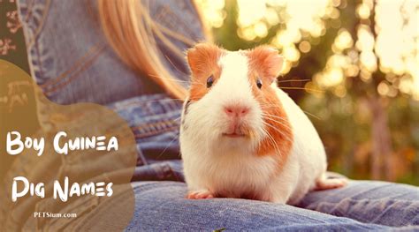 Boy Guinea Pig Names | 190 Names For Male Guinea Pigs- Petsium