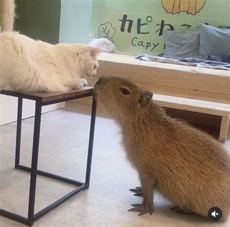 capybara and cat . so cute : capybara