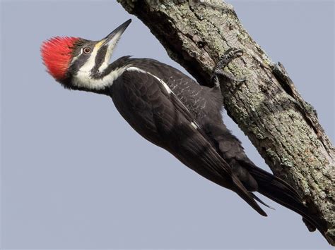 Pileated Woodpecker - New York Breeding Bird Atlas